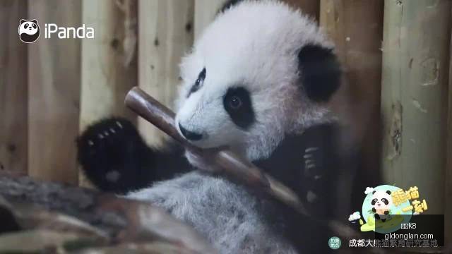 湾区夜色美,家文化共鸣,的奥秘,凯发K8,凯发K8官网,凯发K8app,凯发K8直播
