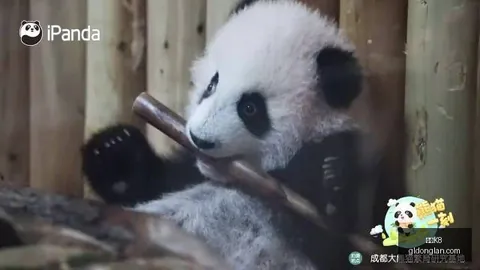 湾区夜色美，家文化共鸣的奥秘